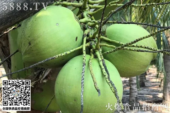 新鮮椰子 新鮮椰子